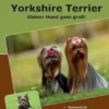 Traumrasse: Yorkshire Terrier