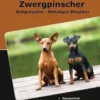 Traumrasse Zwergpinscher