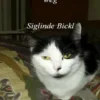 Und jetzt jetzt ist die Katze weg