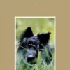 Von Hunden und Menschen