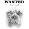 Wanted