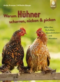 Warum Hühner scharren, nicken und picken