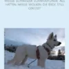 Weiße Schweizer Schäferhunde: Als hätten weiße Wolken die Erde still geküsst