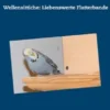 Wellensittiche: Liebenswerte Flatterbande