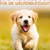 Welpenerziehung für Einsteiger - Das Praxisbuch für die Welpenaufzucht: Wie Sie Ihren Welpen liebevoll aufziehen, ernähren und pflegen - alles über Fellpflege, Krankheiten, Zweithund uvw.