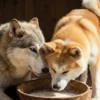 Wolfsmilchkampf II