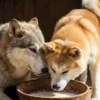 Wolfsmilkfight II
